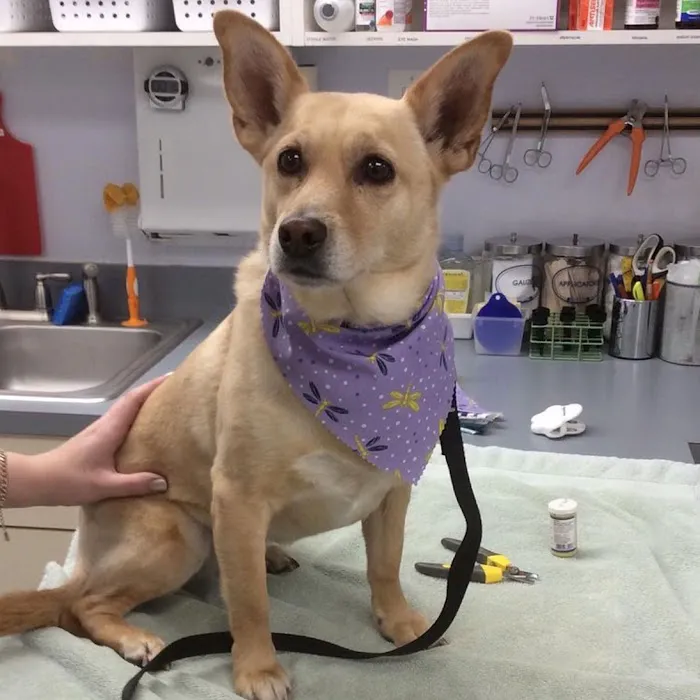 Companion Animal Care Center Picture 7