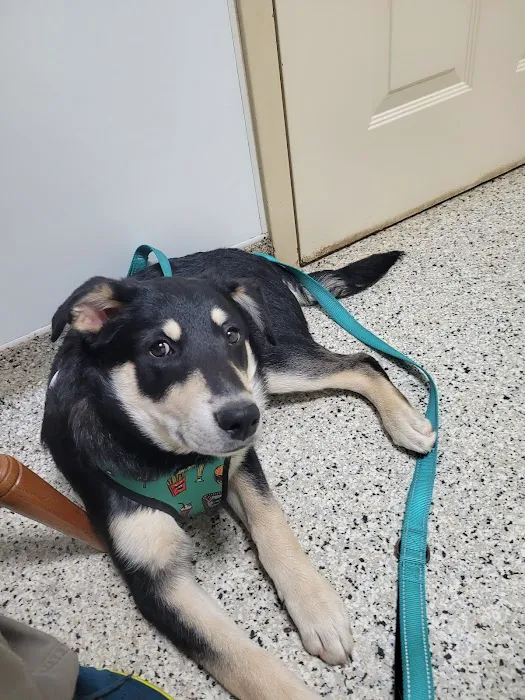 Jacksonville Veterinary Hospital Picture 2