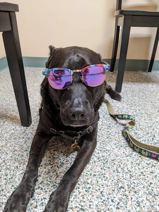 Long Green Animal Dermatology Center, P.C. / Animal Dermatology Clinic Picture 4