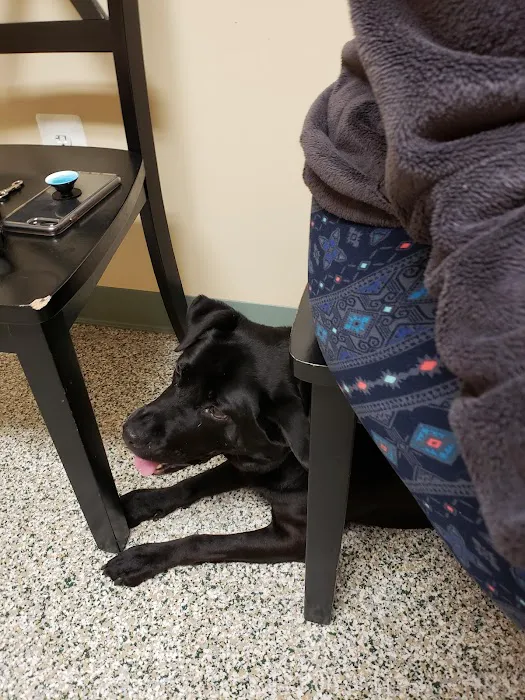 Long Green Animal Dermatology Center, P.C. / Animal Dermatology Clinic Picture 7
