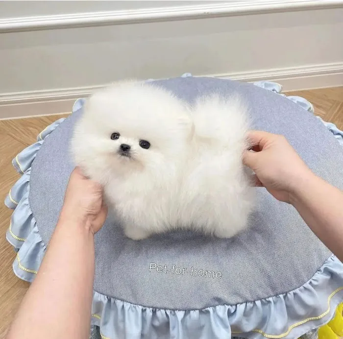 Poodle & Maltese puppies Phoenix Picture 1