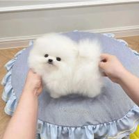 Poodle & Maltese puppies Phoenix ico