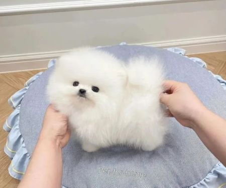 Poodle & Maltese puppies Phoenix
