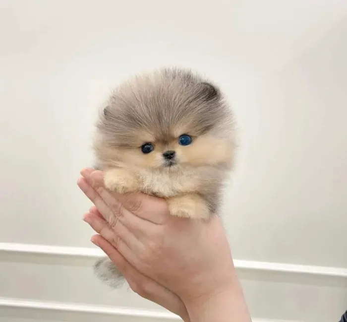Poodle & Maltese puppies Phoenix Picture 4