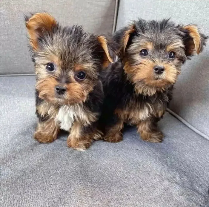Poodle & Maltese puppies Phoenix Picture 5