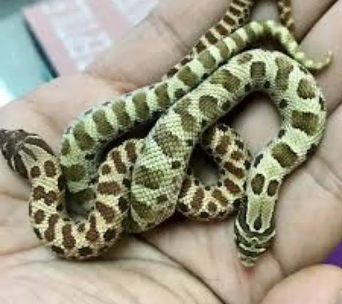 AE Herps and Exotics Picture 5