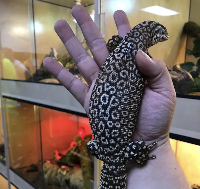 AE Herps and Exotics Picture 4