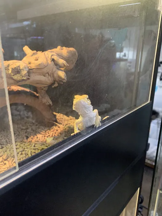 Reptiles Picture 1