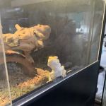 Reptiles