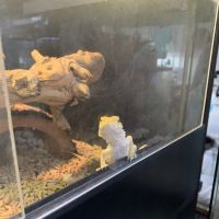 Reptiles ico