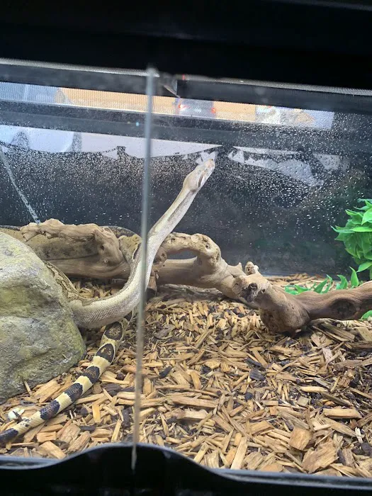 Reptiles Picture 2