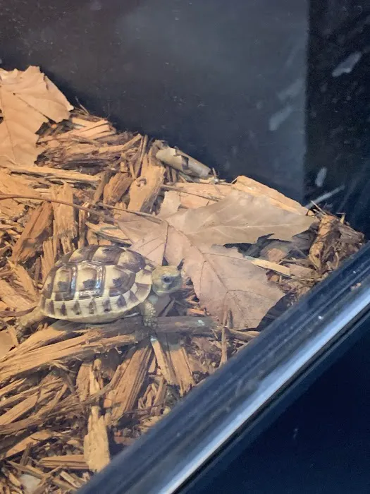 Reptiles Picture 4