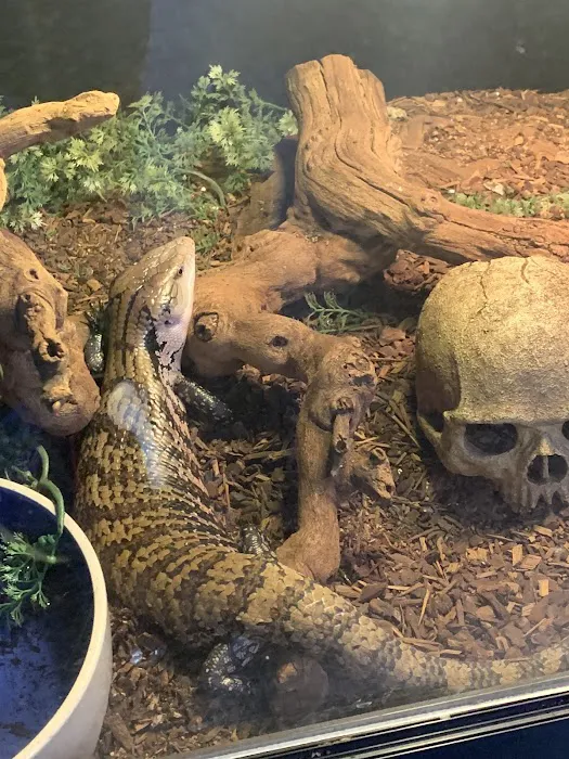 Reptiles Picture 5