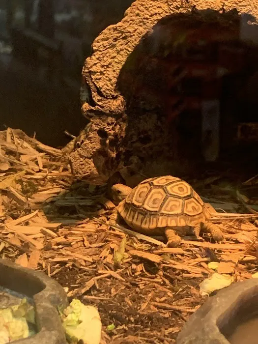 Reptiles Picture 6