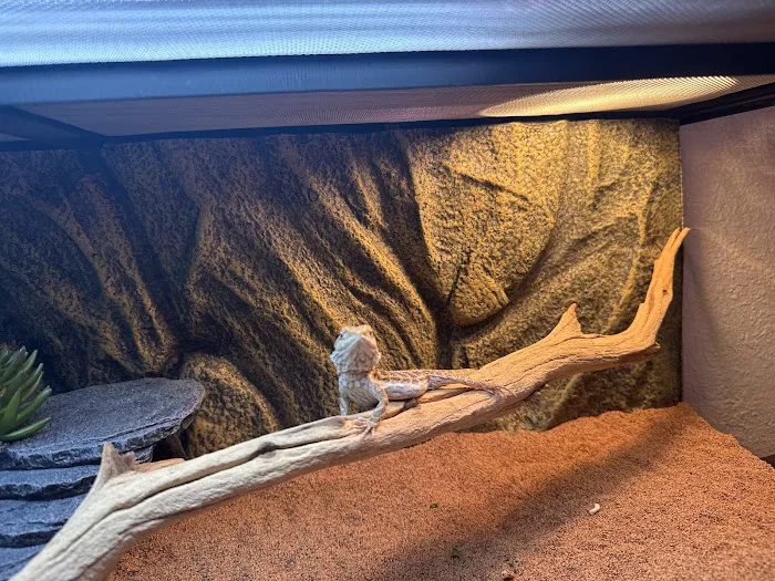 Reptiles Picture 3