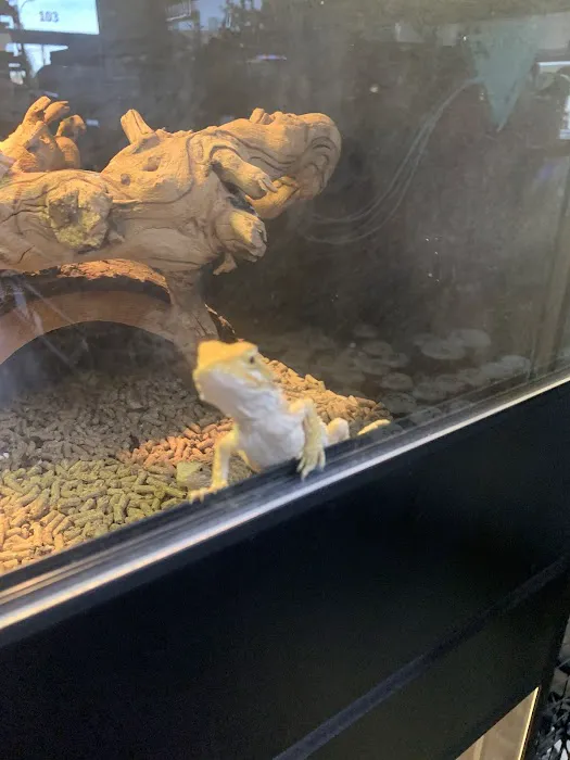 Reptiles Picture 9