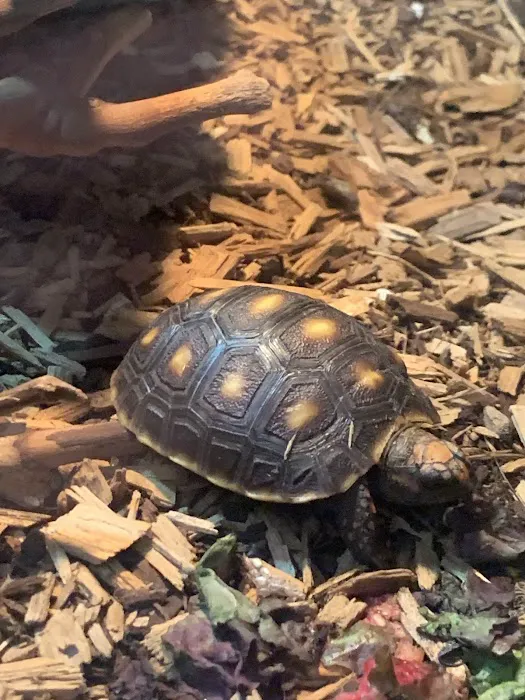 Reptiles Picture 7