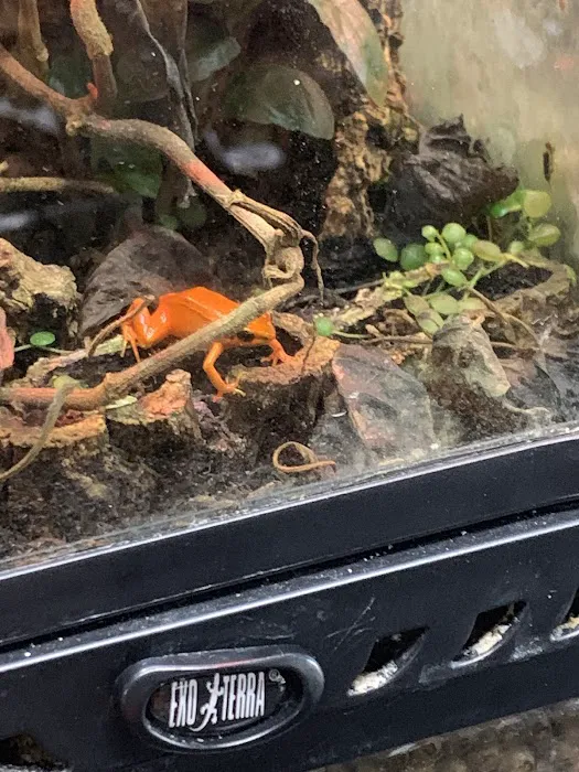 Reptiles Picture 10