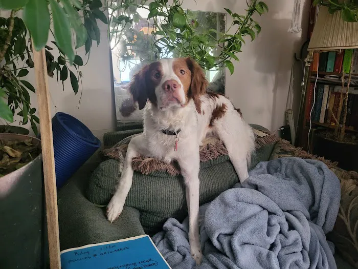 Harford Mobile Veterinary Services & K9 Spine Picture 7