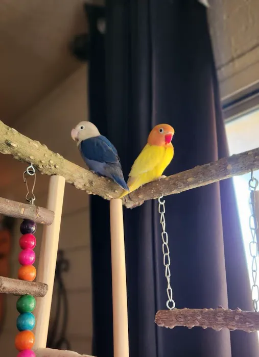 vcm bird land Picture 5