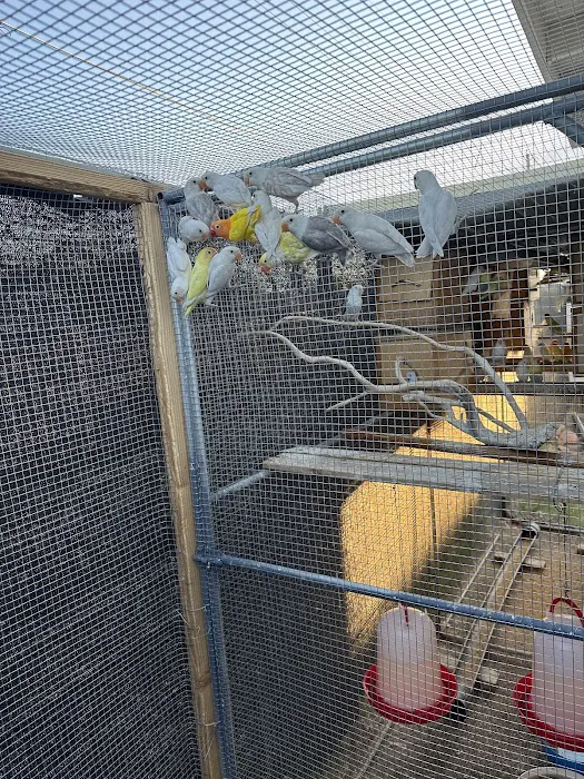 vcm bird land Picture 10