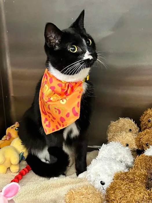 Pine Creek Animal Hospital in Lancaster Picture 1