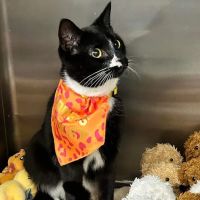 Pine Creek Animal Hospital in Lancaster ico