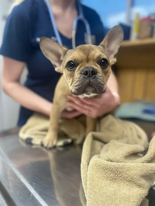 Pine Creek Animal Hospital in Lancaster Picture 6