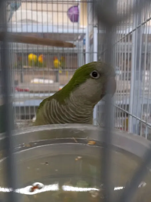 Tweety Brothers Pet Shop Picture 7