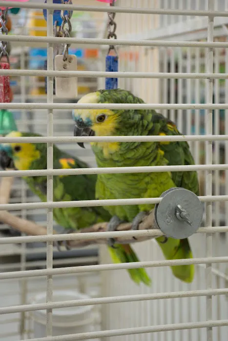 Tweety Brothers Pet Shop Picture 10