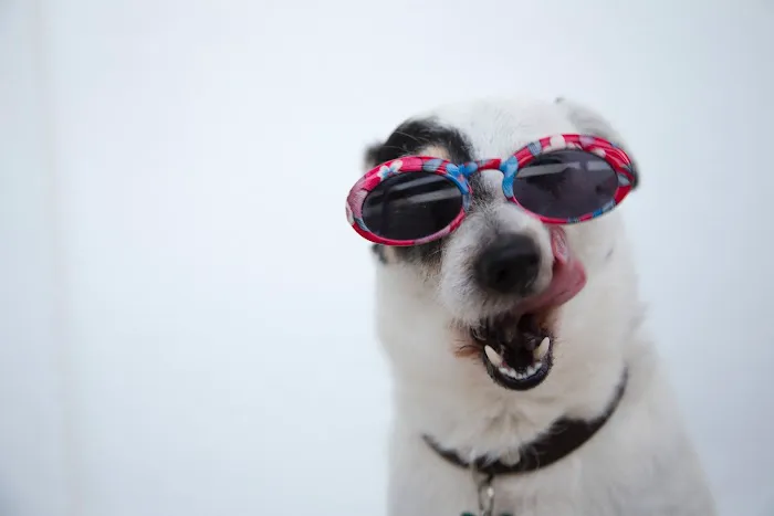 Dog Mustache, LLC Picture 2