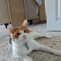 Animal Care Center & Pet Resort ico