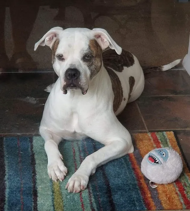 Animal Care Center & Pet Resort Picture 4