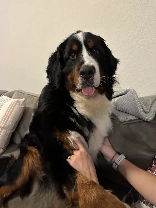 Animal Care Center & Pet Resort Picture 10