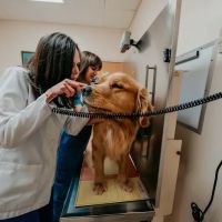 Fallston Veterinary Clinic ico