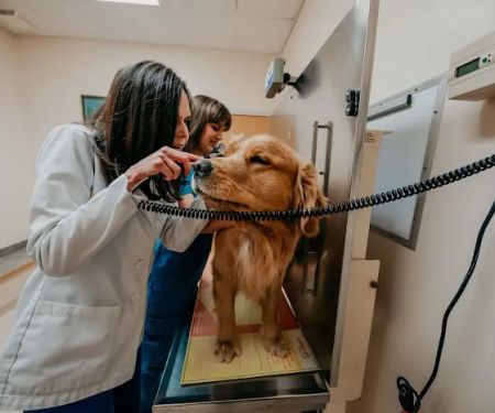 Fallston Veterinary Clinic