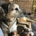 Chestertown Animal Hospital