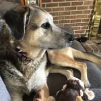 Chestertown Animal Hospital ico