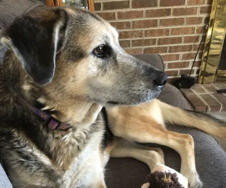 Chestertown Animal Hospital