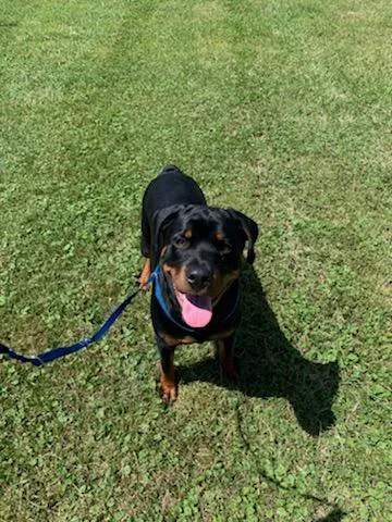 Chestertown Animal Hospital Picture 9