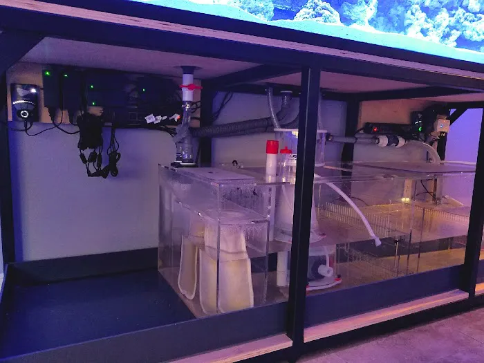 Limited Edition Corals Aquariums Picture 2