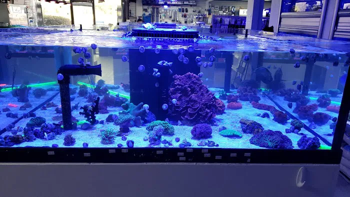 Limited Edition Corals Aquariums Picture 5