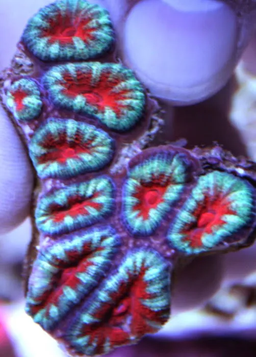 Limited Edition Corals Aquariums Picture 7