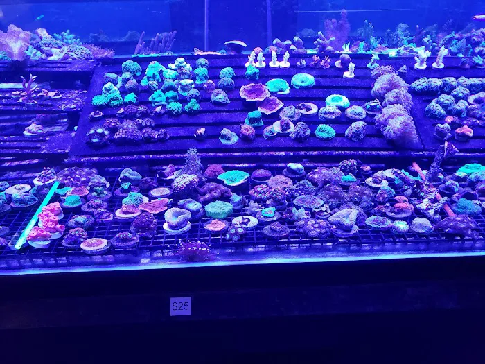 Limited Edition Corals Aquariums Picture 8