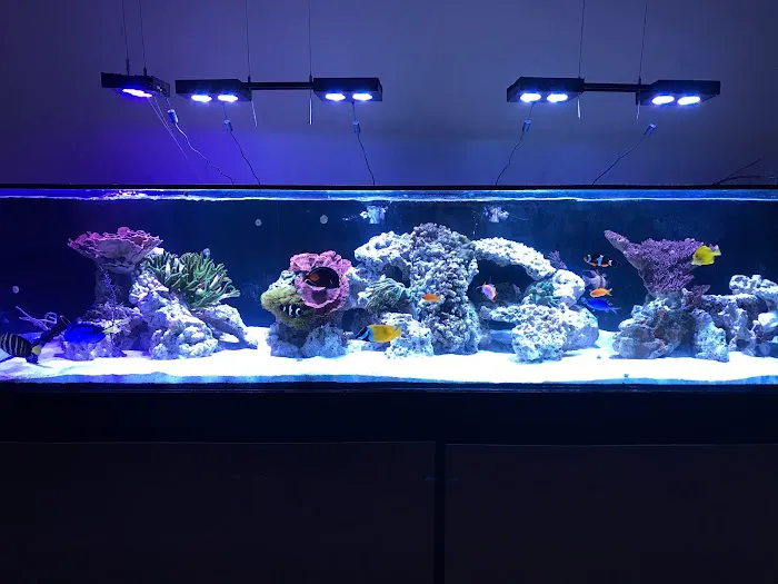 Limited Edition Corals Aquariums Picture 10
