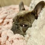 Brenford Animal Hospital