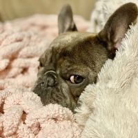 Brenford Animal Hospital ico