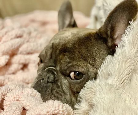 Brenford Animal Hospital