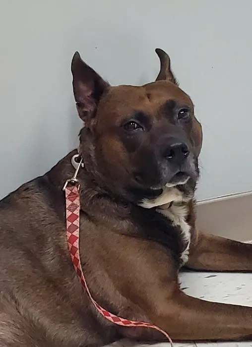 Brenford Animal Hospital Picture 4