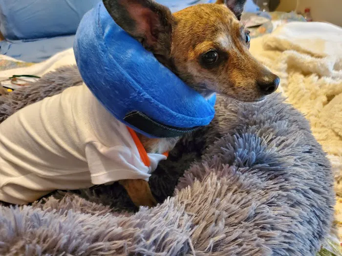 Brenford Animal Hospital Picture 5